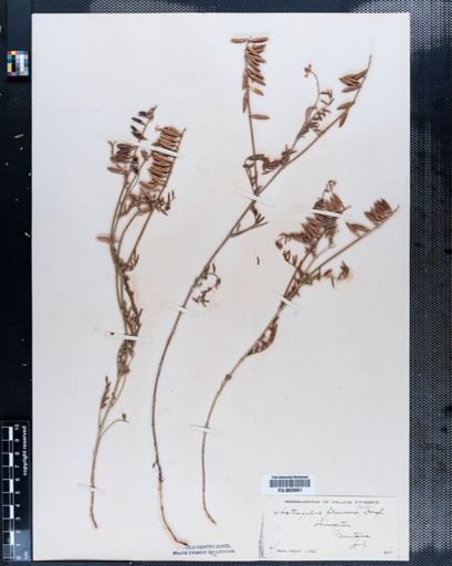 Astragalus