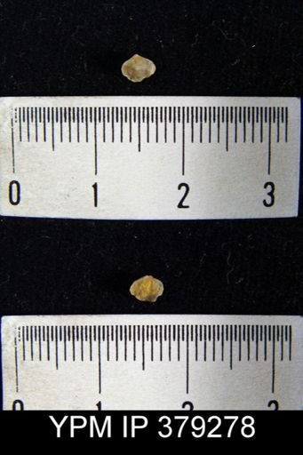 Spirifer crispus