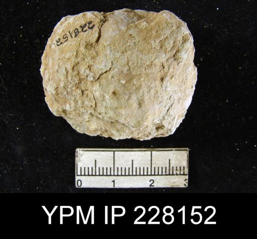 Dictyoclostus portlockianus var. crassicostatus
