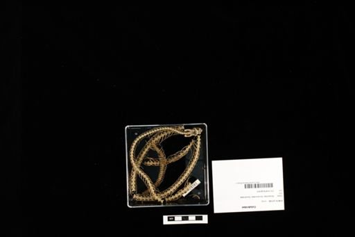 Colubridae
