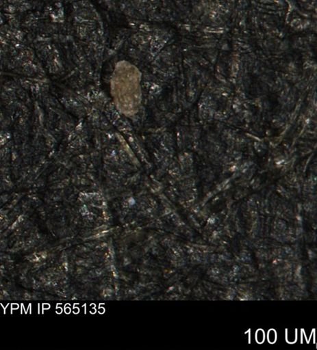Spirolocammina sp.