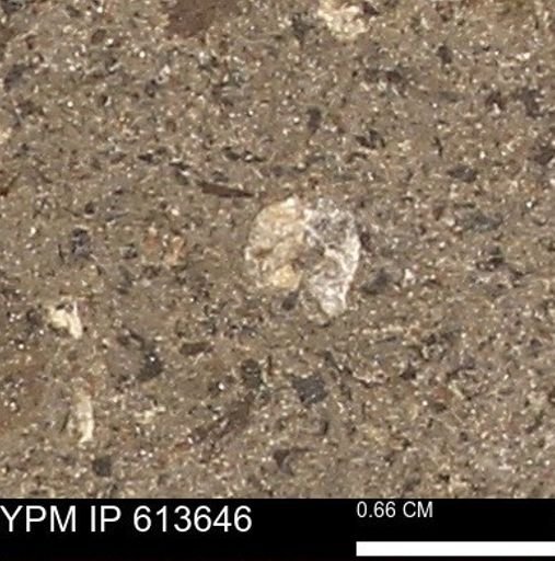 Scaphites sp.