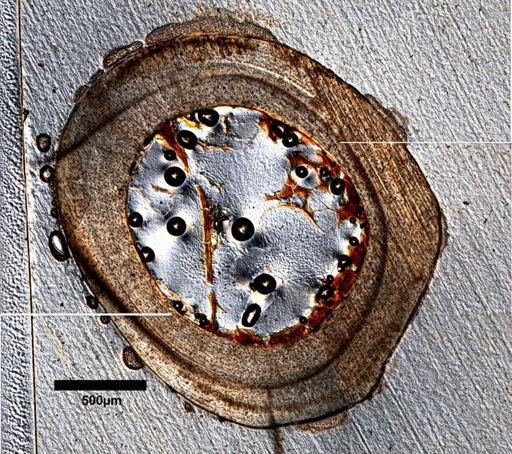 Dipsosaurus dorsalis
