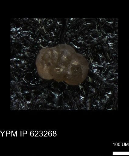 undet. Foraminiferida