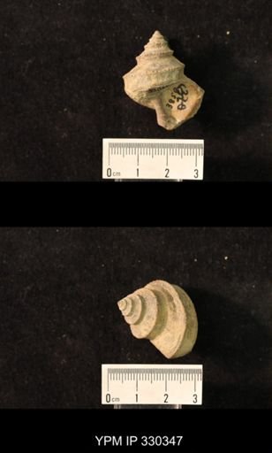 Worthenia sp.
