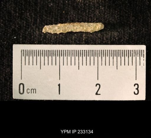 Archaeocidaris sp.