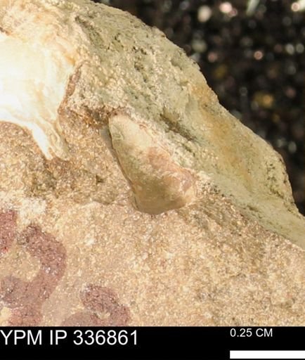 undet. Mollusca