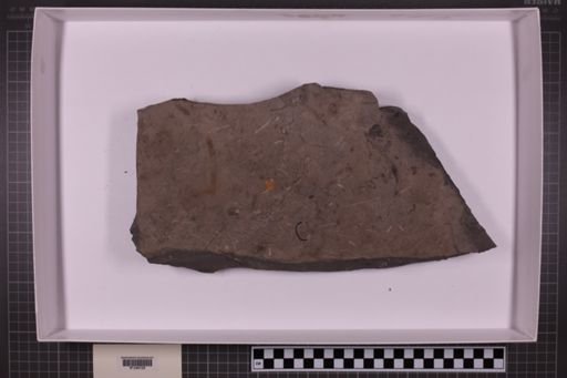 mixed taxa, stratigraphic collection