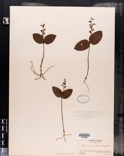 Listera auriculata