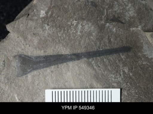 undet. Eurypterida
