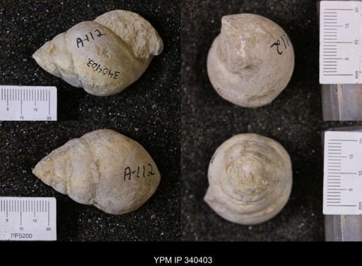Tylostoma tumidum