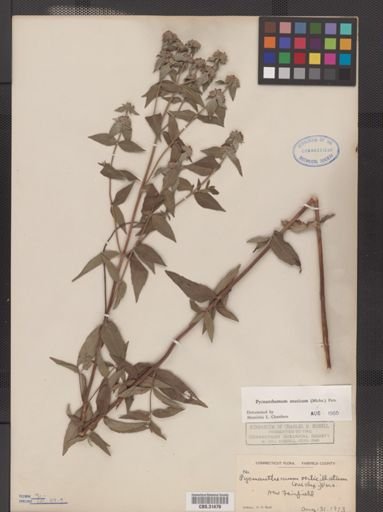 Pycnanthemum muticum