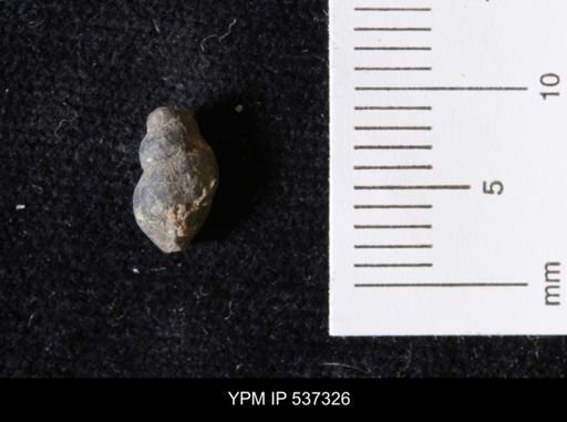 Goniobasis ortmanni
