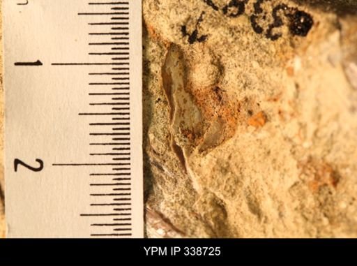 Protocardia subquadrata