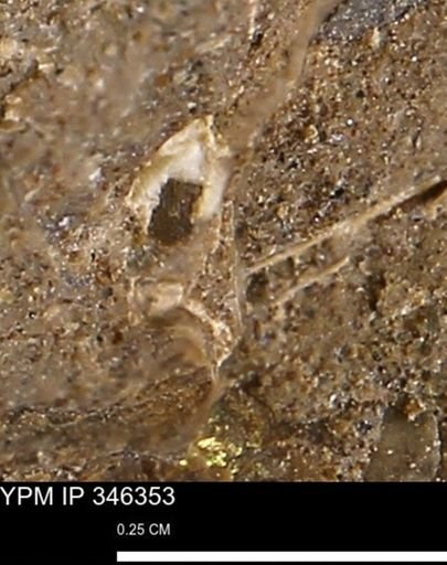 Mollusca?