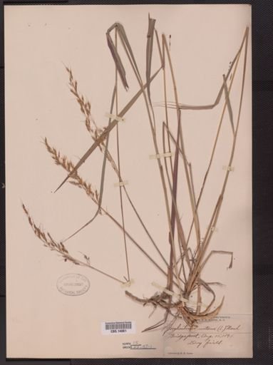 Sorghastrum nutans