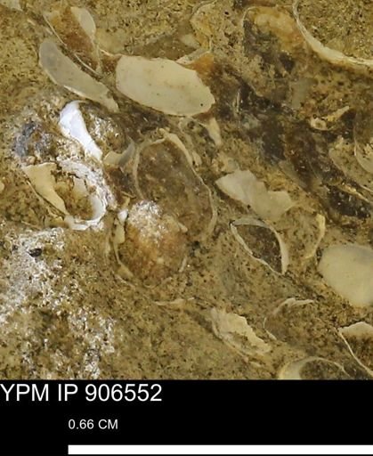 undet. Mollusca