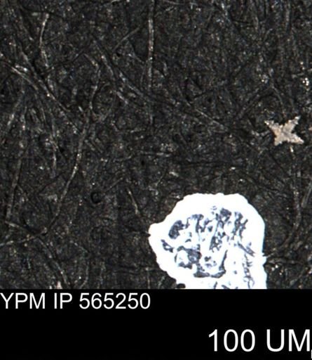 undet. Porifera