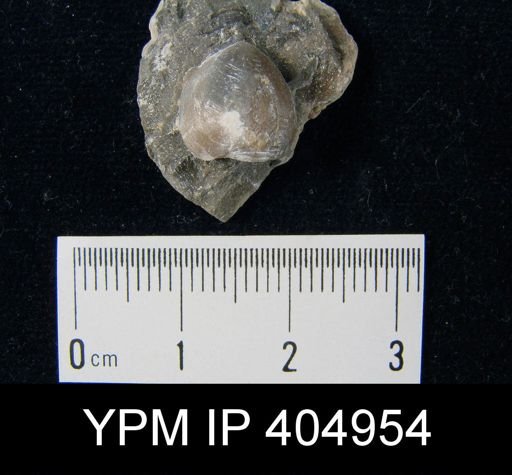 Meristina sp.