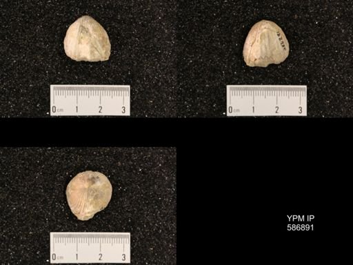 Rhynchotrema capax