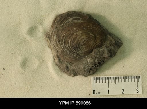 Inoceramus barabini
