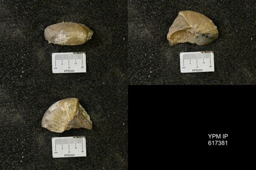 Hoploscaphites sp.