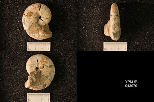 Hoploscaphites nicolletii