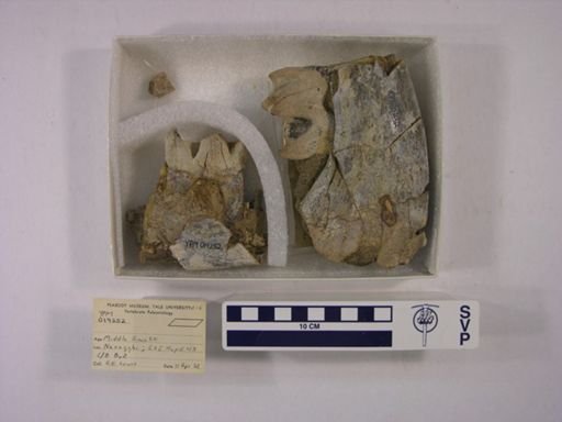 Rhinocerotidae