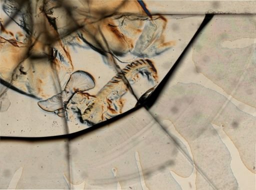 Facelina bostoniensis
