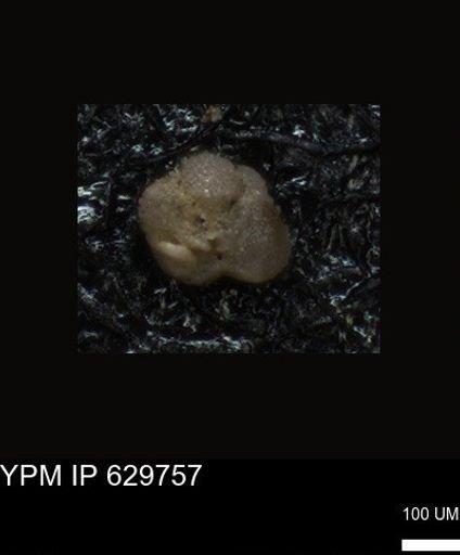 undet. Foraminiferida