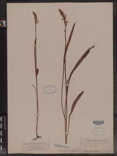 Spiranthes cernua