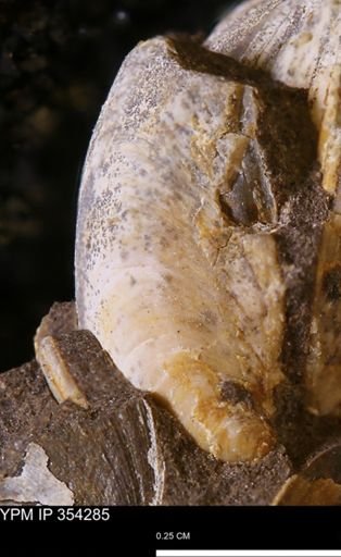 undet. Bivalvia