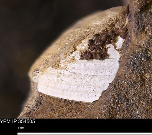 undet. Bivalvia