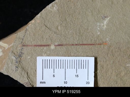 Ichnofossil