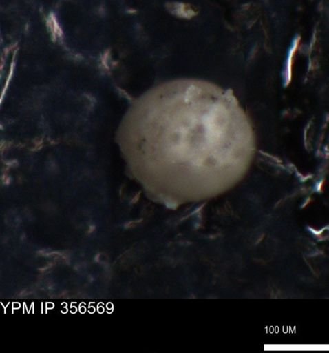 undet. Foraminiferida