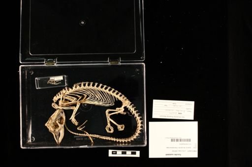 Furcifer oustaleti