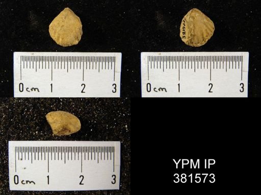 Uncinulus sp.