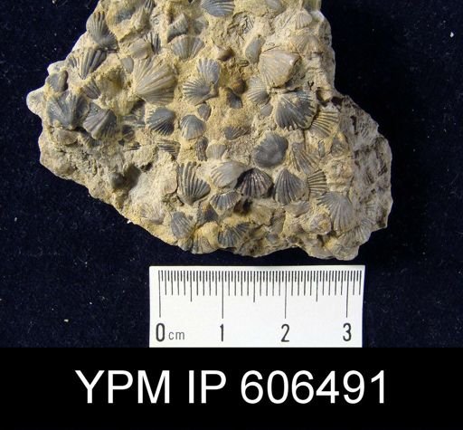 Zygospira modesta