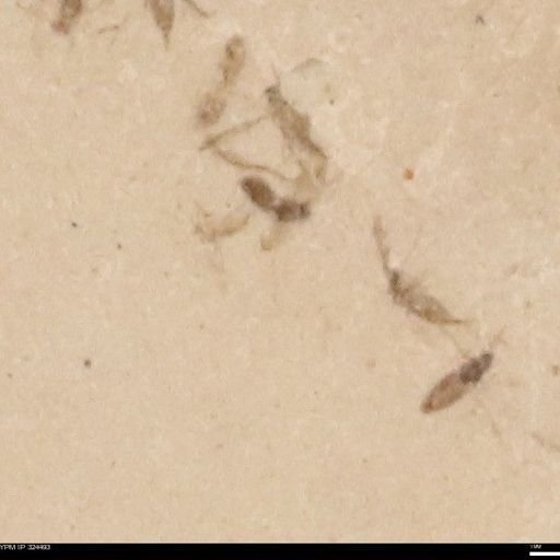 undet. Insecta