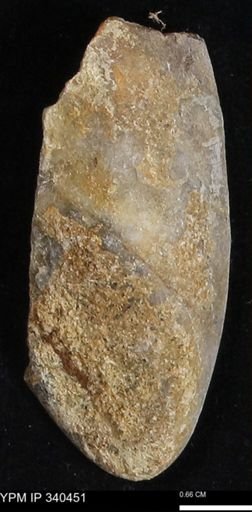 Ostrea glabra