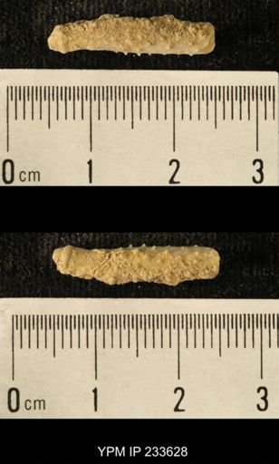 Archaeocidaris sp.