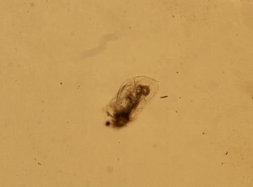 Daphnia