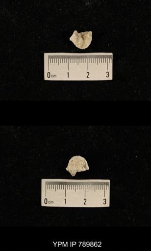 undet. Brachiopoda