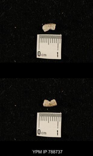 taxon undetermined