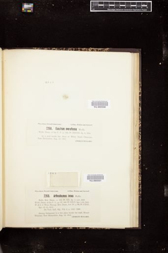 Arthrodesmus incus
