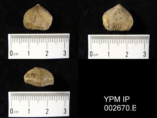 Rhynchonella principilaris