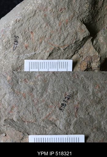 undet. Eocrinoidea
