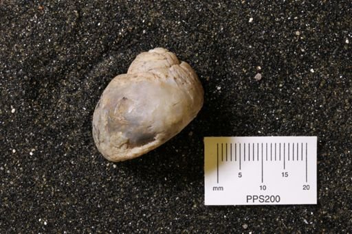 undet. Gastropoda