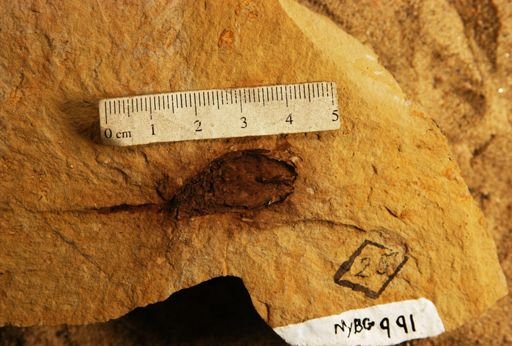 Glyptostrobus oregonensis
