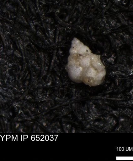 undet. Heterohelicidae